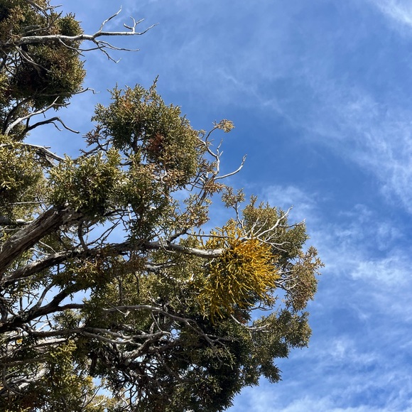 Meet your Posher, Angelina - Picture 1 of 1